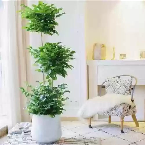 植物大战僵尸聚宝盆阵容(植物大战僵尸最强阵容搭配图片)插图11
