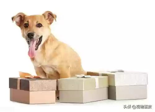 女生游戏名字萌点的(萌妹子游戏id)插图1