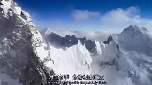 单挑狐狸阵容(2020狐狸出装)