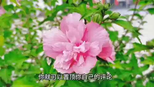 抖音评论别人怎么看不见(8个评论只显示5个是什么原因)插图1 抖音评论别人怎么看不见(8个评论只显示5个是什么原因)插图1