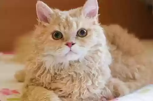 72种猫咪品种大全(猫品种大全100种图片)插图7