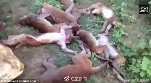 孙悟空的尸骨真实图片(唐僧的尸骨图片)