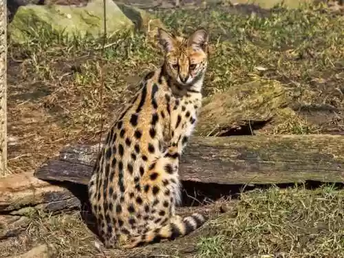 猫咪最新永久地域网名搜索(猫咪最新地域网名是什么)插图4