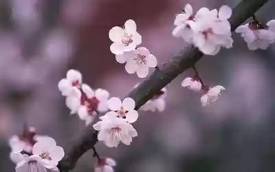 妇科团队阵容(妇科开展项目有哪些)