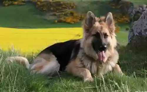 犬类智商排名(什么小狗最聪明排名第一)插图7