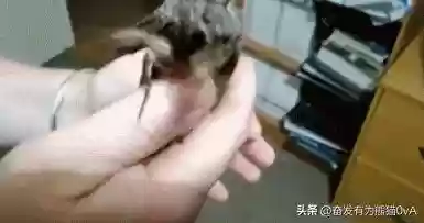 动物大作战无敌阵容(动物战争模拟器辅助菜单最新版)插图22