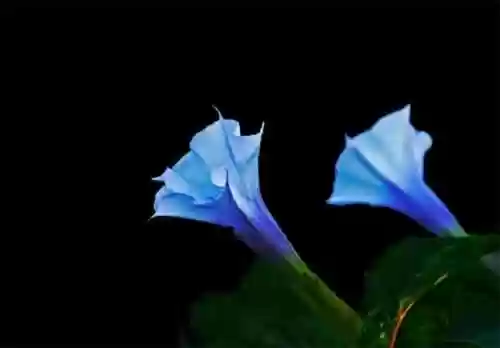 曼陀罗花语是什么意思(曼陀罗花的功效与作用及禁忌)插图3