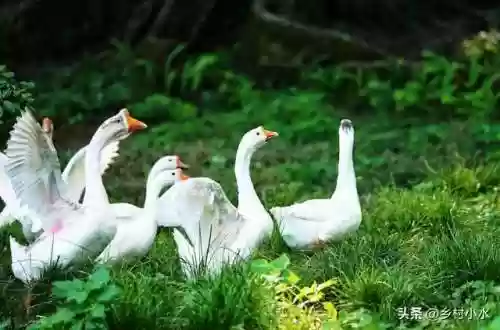 蛇最怕3样东西(蛇最怕的是什么药物)插图5