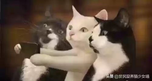 猫咪对话翻译器(猫语翻译器免费版)插图3
