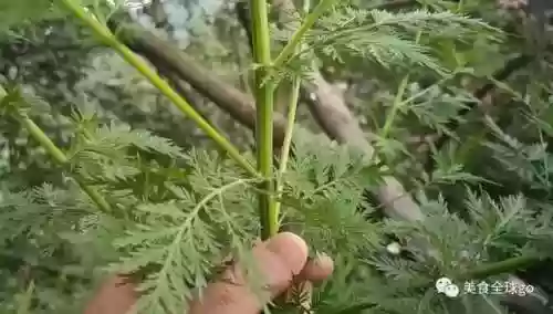 植物大战僵尸2火王阵容(植物僵尸2必过阵容)插图6