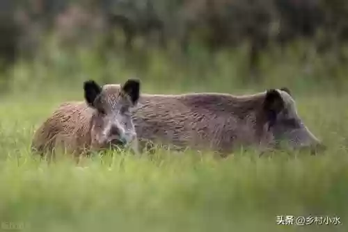 蛇最怕3样东西(蛇最怕的是什么药物)插图6