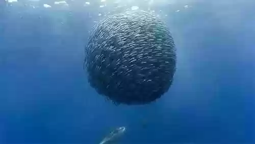 沙丁鱼阵容(弱丁鱼性格配招)插图1