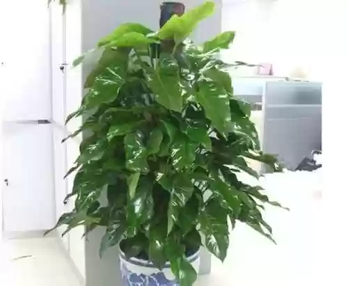 绿宝石新手最强阵容推荐(口袋妖怪绿宝石阵容推荐)插图2