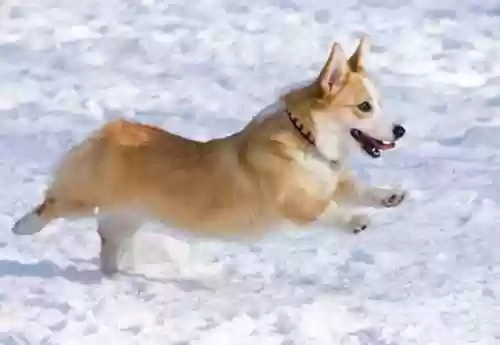 柯基狗狗图片(柯基犬多少钱一只)插图2