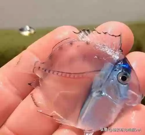 动物大作战无敌阵容(动物战争模拟器辅助菜单最新版)插图39