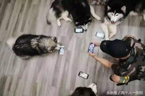如何碰上猪队友阵容(遇到猪一样的队友怎么办)插图1