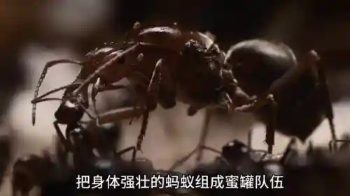 蚂蚁帝国最强昆虫阵容(十大最强昆虫排名)插图3