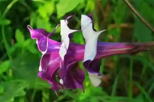 曼陀罗花语是什么意思(曼陀罗花的功效与作用及禁忌)插图1