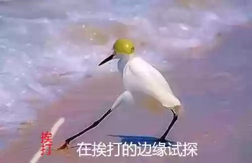 奥奇传说启元极搭配阵容(奥奇传说t0阵容)插图1