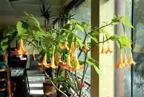 曼陀罗花语是什么意思(曼陀罗花的功效与作用及禁忌)