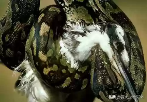动物大作战无敌阵容(动物战争模拟器辅助菜单最新版)插图24