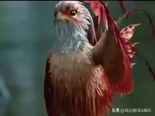 呆萌凤凰阵容推荐(梦幻模拟战冰渊凌御者阵容)插图2