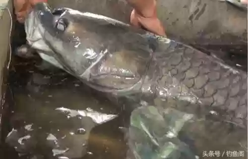 淡水鱼种类大全(鱼类大全看图识鱼)插图4