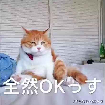 猫咪对话翻译器(猫语翻译器免费版)插图8