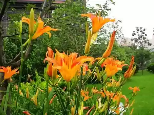 部落冲突9本绿化阵容对比(部落冲突复制阵型)插图78