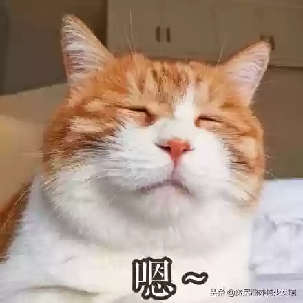 猫咪对话翻译器(猫语翻译器免费版)插图9