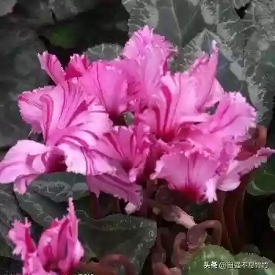 素心仙子阵容(最新灵魂莲华明昼阵容搭配)插图4 素心仙子阵容(最新灵魂莲华明昼阵容搭配)插图4