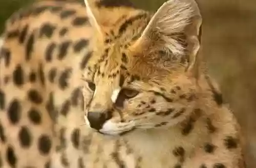 猫咪最新永久地域网名搜索(猫咪最新地域网名是什么)插图6