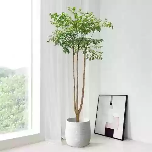 植物大战僵尸聚宝盆阵容(植物大战僵尸最强阵容搭配图片)插图9