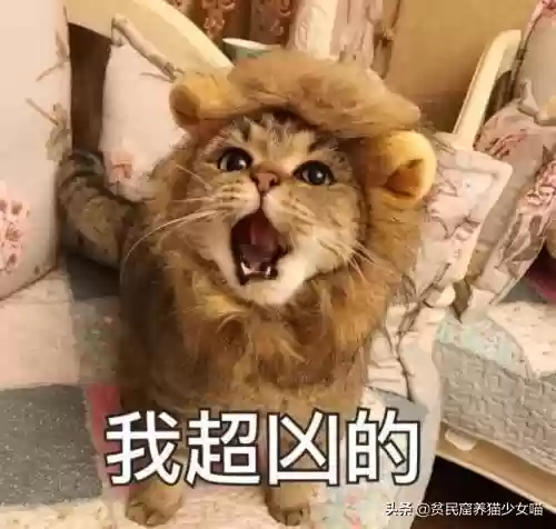猫咪对话翻译器(猫语翻译器免费版)插图2