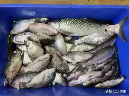 新手钓鱼入门基本功(新手钓鱼教学)插图1
