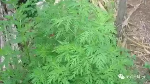 植物大战僵尸2火王阵容(植物僵尸2必过阵容)插图1