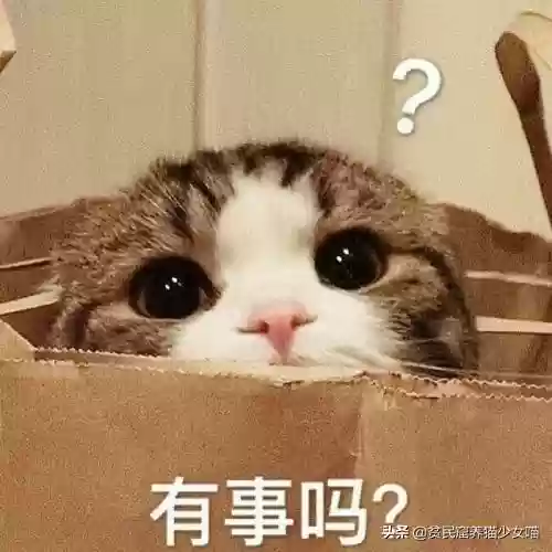 猫咪对话翻译器(猫语翻译器免费版)插图5