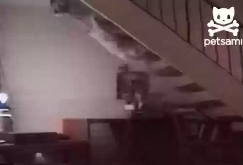 飞天忍者猫安卓(飞天忍者猫手机版下载)插图5