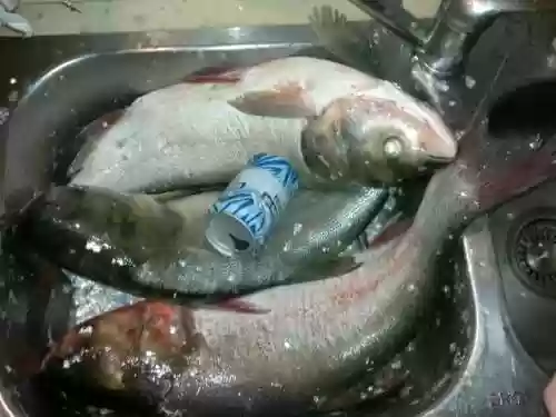 鲢鱼王阵容(闪烁之光最强阵容风王)插图1