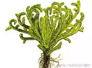 十大危险吃人植物(什么植物吃了会马上死)插图3