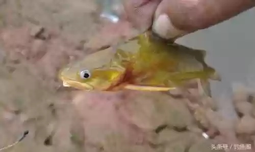 淡水鱼种类大全(鱼类大全看图识鱼)插图7