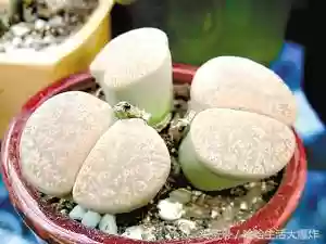 十大危险吃人植物(什么植物吃了会马上死)插图8