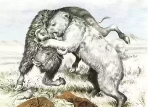半面熊阵容(飞熊军适合什么阵容)插图1