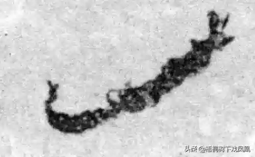金钗铲阵容(金铲铲明昼劫阵容组成)插图13