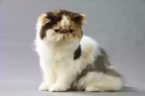 72种猫咪品种大全(猫品种大全100种图片)插图15