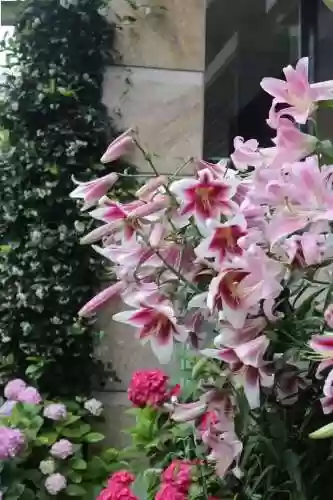 创意庭院超强植物阵容攻略(耐阴耐寒的庭院植物)插图18