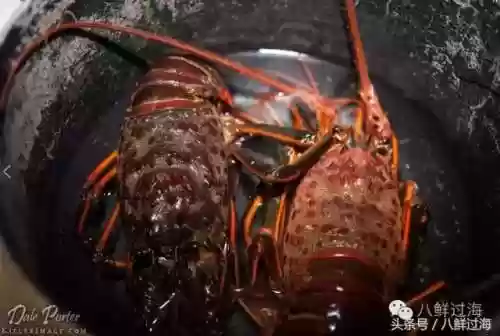 波士顿龙虾(波士顿龙虾的做法清蒸几分钟)插图15