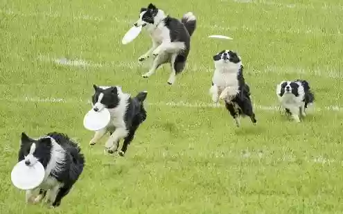 犬类智商排名(什么小狗最聪明排名第一)插图9