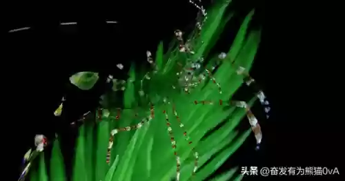 动物园里动物100种(动物园里有什么动物呢)插图23