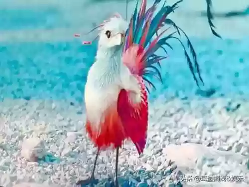 呆萌凤凰阵容推荐(梦幻模拟战冰渊凌御者阵容)